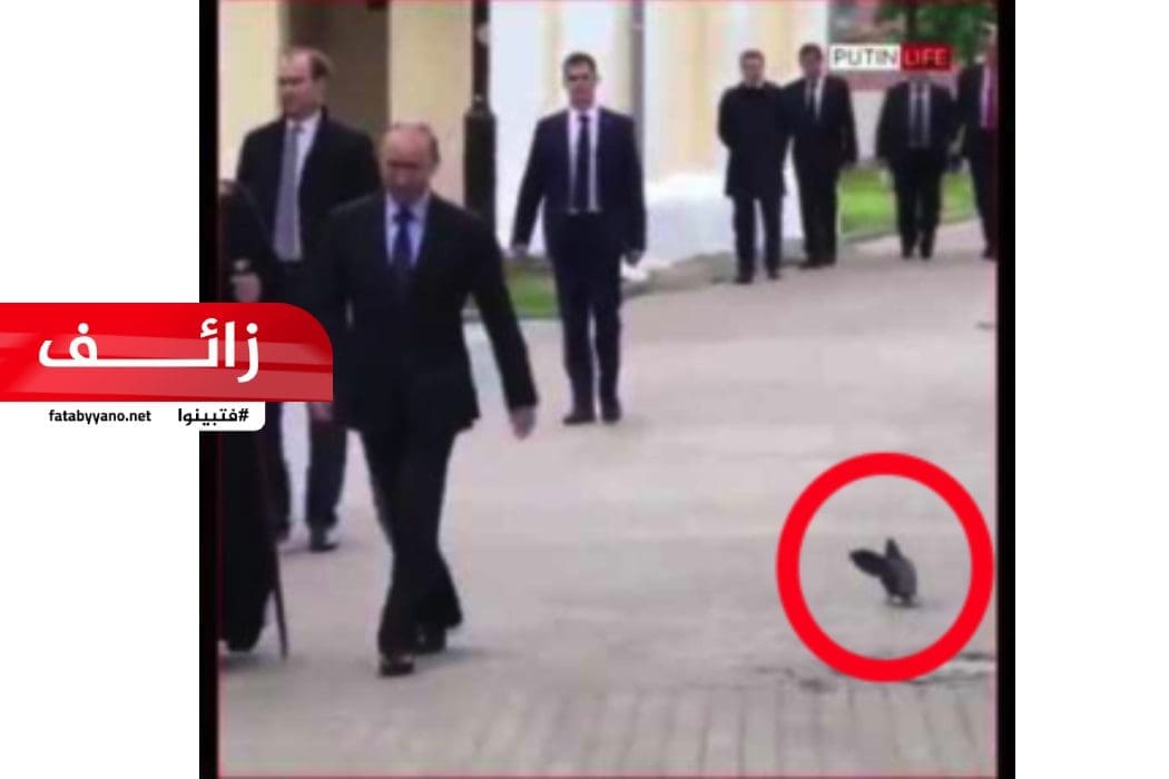 حمامة رقمية تؤدي التحية لبوتين - زائف