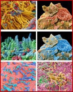 بكتيريا الفم