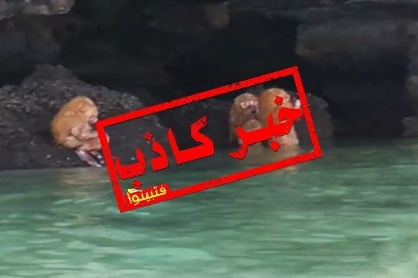ليست حيوانات غريبة وإنما عمل فني للفنانة النرويجية Tori Wrånes