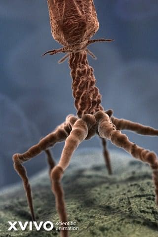 عمل فني يصور شكل فيروس bacteriophage