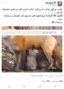 حقيقة إرضاع أنثى ثعلب لدببة صغار فقدت أمها عقب حرائق إستراليا