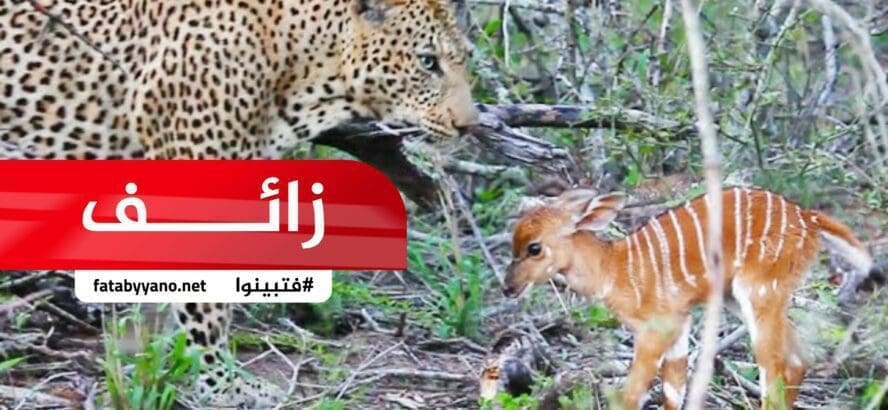 نمر أثناء صيد غزالة ولدت، فأخذ النمر الصغير واعتنى به حتى كبر