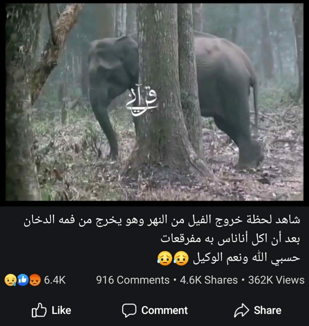 لحظة خروج الفيل من النهر وهو يخرج من فمه الدخان بعد أن اكل أناناس به مفرقعات