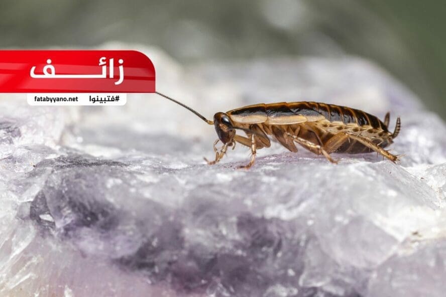حشرات منزلية