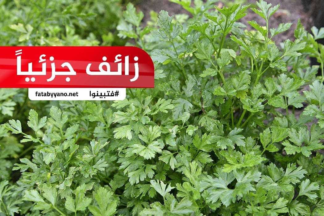 البقدونس صيدلية شبه متكاملة زائف جزئيا