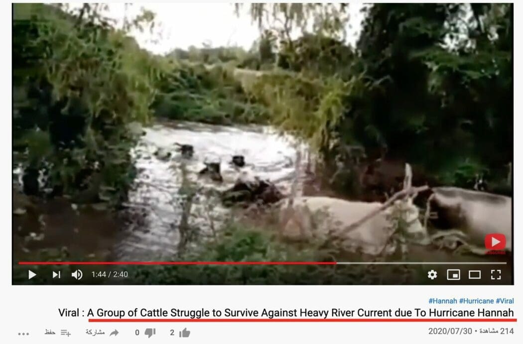 خروج قطيع ماشية سالما في المكسيك فيضان