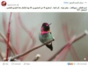 مصدر ادعاء طائر سوراكاف 2018 ادعاء مضلل فتبينوا