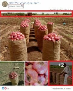 ليس في نادي المريخ - البصل بالمشروع - مشروع سوبا غرب الزراعي فتبينوا