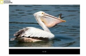 national giographic Pelicans فتبينوا