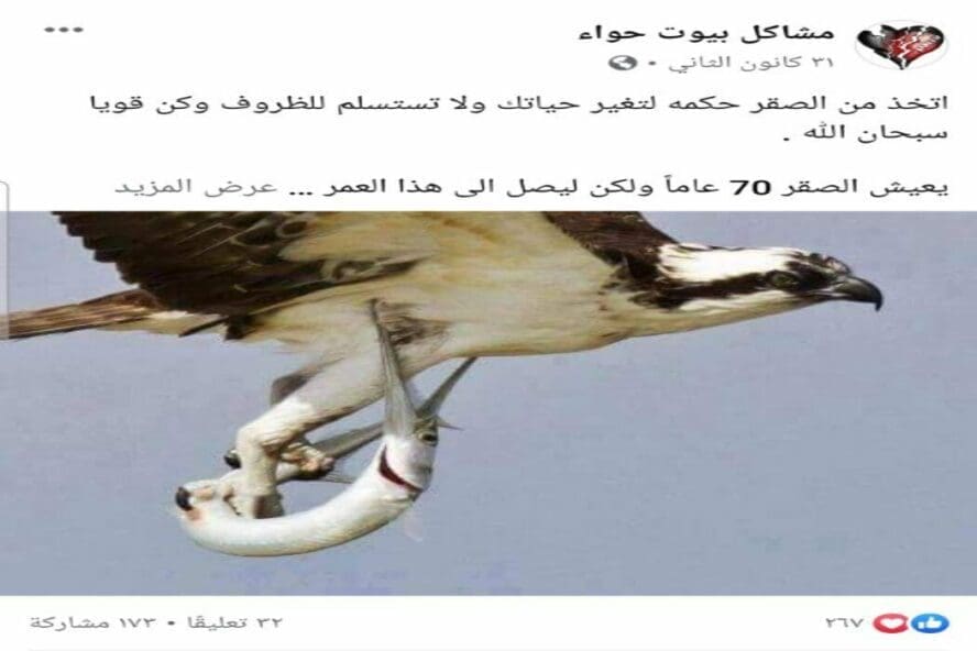 ادعاء ماذا يفعل الصقر عند بلوغه الاربعين
