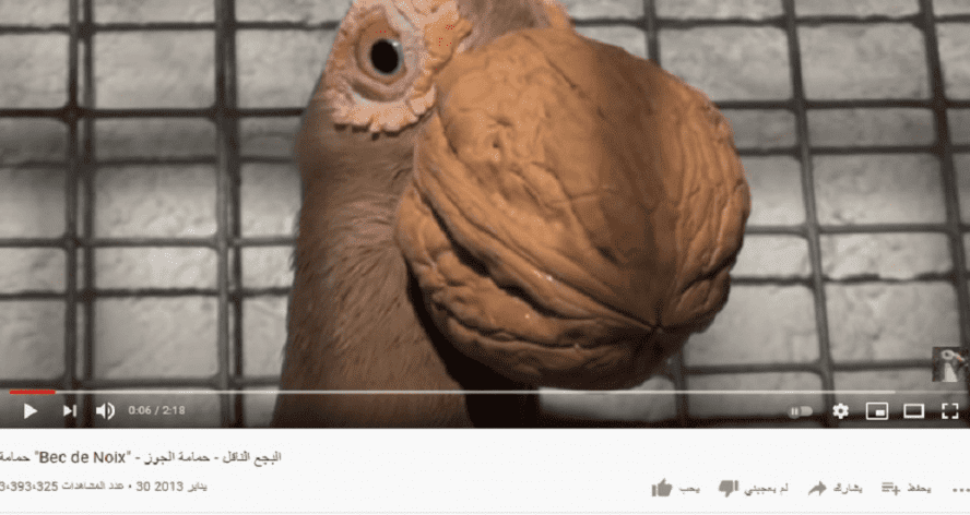 لا يوجد حمام اسمه البجع الناقل فتبينوا