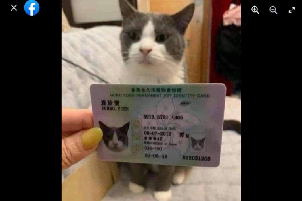 ادعاء مضلل صرف بطاقات الإقامة الدائمة للقطط في هونغ كونغ فتبينوا